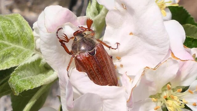 May beetle close-up on a blooming apple flower