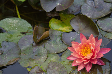 Flor de loto rosa en un estanque lleno de nenúfares