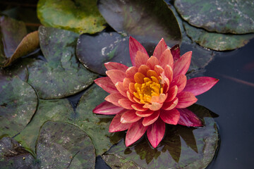 Flor de loto rosa en un estanque lleno de nenúfares