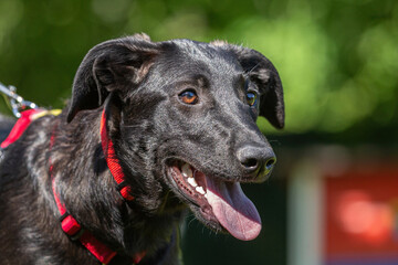 Portrait of a cute and friendly female crossbreed mongrel dog in summer in a garden outdoors