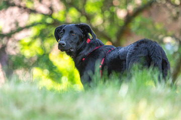 Portrait of a cute and friendly female crossbreed mongrel dog in summer in a garden outdoors