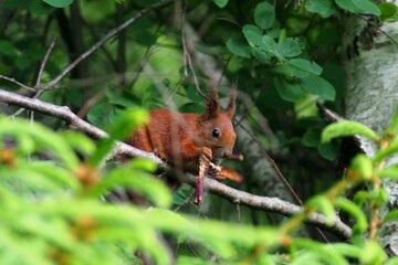 red squirrel on a tree    red squirrel  - Sciurus vulgaris