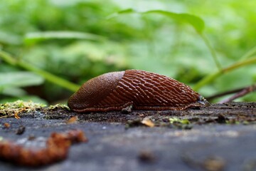 Limax flavus,  snail on a tree