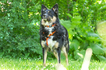Portrait of a male Shepherd Collie mix breed dog in summer in a garden outdoors