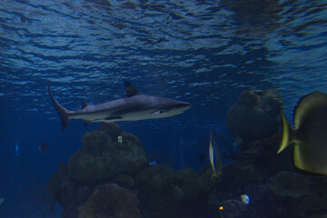 shark in aquarium