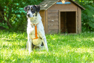Portrait of a jack russel crossbreed mongrel dog in a garden in front of a wooden doghouse in...