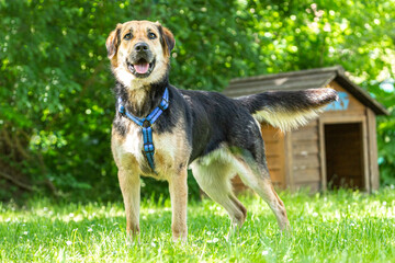 Portrait of a shepherd mix breed dog in summer in a garden outdoors