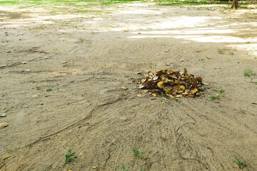 a pile of dry leaves gathered in the park