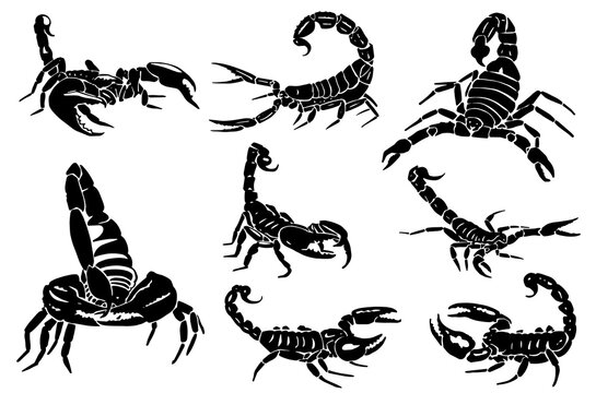 Graphical set of scorpions isolated on white,vector elements