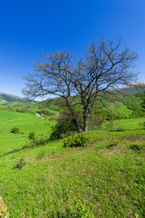 Landscape with alone oak tree, Armenia