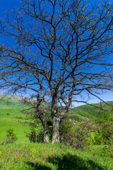 Landscape with alone oak tree, Armenia
