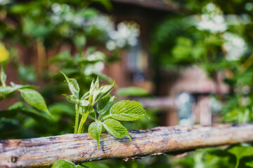 Fresh young green raspberry leaves on a summer day in a rural garden. Beautiful natural rural landscape with strong blurred background