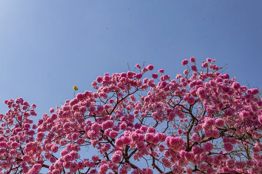 Detalhe de galhos de um ip&ecirc; roxo florido com c&eacute;u azul ao fundo. Ip&ecirc; roxo bola. Handroanthus impetiginosus.