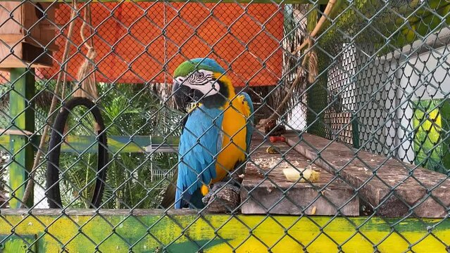 parrot in cage