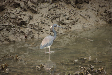 Tricolored Heron