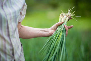 Farmer's hands harvest crop of onion in the garden. Plantation work. Autumn harvest and healthy...