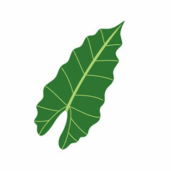 Alocasia leaf. Exotic plant. Vector illustration isolated on white background.