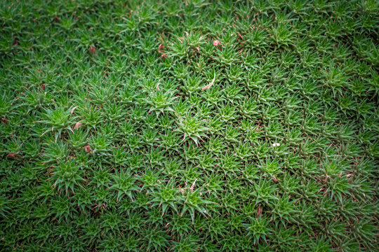 Deuterocohnia brevifolia or short-leaved bromeliad succulent plant used as ground cover in the garden.