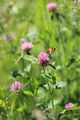 red clover flower and a butterfly in a meadow