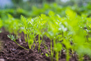 Green young carrot sprouts close-up on a summer day in a rural garden. Agriculture plant growing in bed row. Green natural food crop.