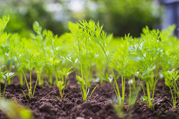 Green young carrot sprouts close-up on a summer day in a rural garden. Agriculture plant growing in bed row. Green natural food crop.