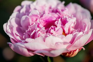 peony flower texture nature background abstract