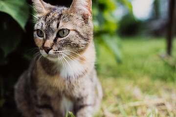 Obraz premium A striped cat looks into the distance in the countryside on a summer sunny day. A beautiful pet