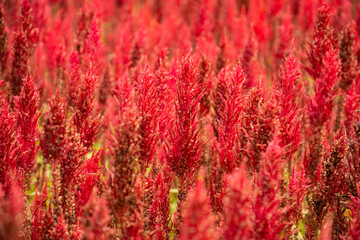 Cocks comb, red color Celosia argentea flowers