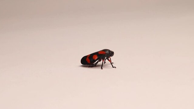 Red and black leafhopper (Cercopis vulnerata) adult.
Insect jumping isolated on a white background.
Close up of bug.
Insects, bugs, leafhoppers.
Garden wildlife, Wild nature.
Animals, animal