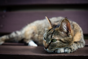 A tabby cat lies on a bench and looks into the distance in the countryside on a summer sunny day. Handsome pet