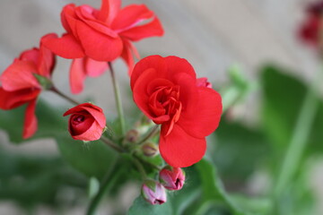 Obraz premium red geranium flowers in the garden