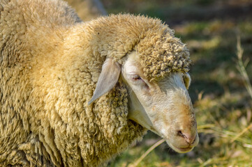 Cute Merino sheep in a farm pasture land in South Africa