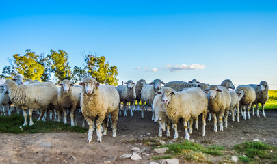 Cute Merino sheep to be sacrificed on Eid al Adha or Bakra eid