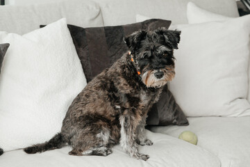 miniature schnauzer