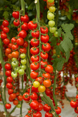 Estufas de cultivo protegido de tomate cereja e carmen e italiano de alta produtividade