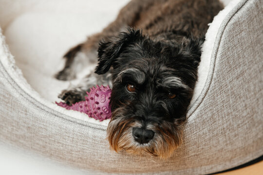 Miniature Schnauzer