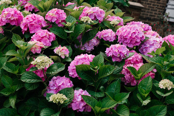 pink flowers in a garden