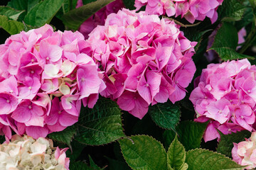 pink hydrangea flowers