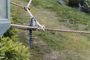 lemur © Jianyu