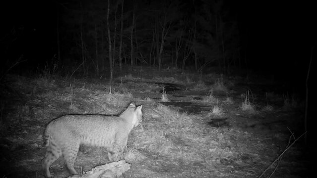 Infra-red footage of a bobcat at night, listening to loud frogs nearby