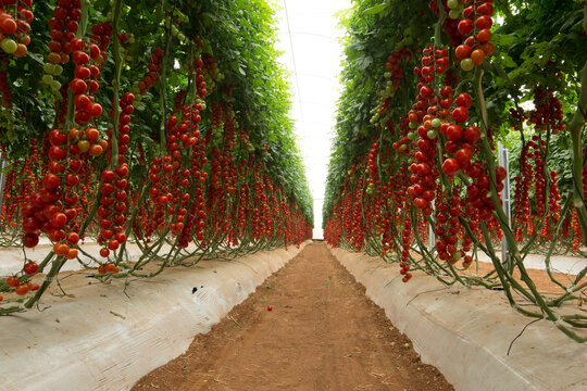 Estufas de cultivo protegido de tomate cereja e carmen e italiano de alta produtividade