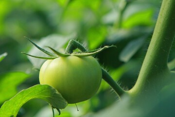 Estufas de cultivo protegido de tomate cereja e carmen e italiano de alta produtividade