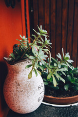 Beautiful ornamental house plant. Bright juicy fresh green plants. Close-up
