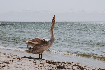 Łabędź  © Klaudia