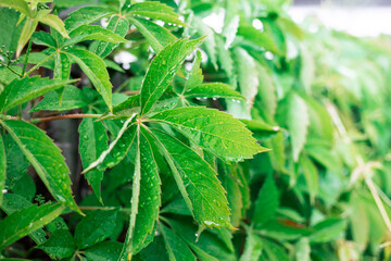 Green leaves of wild grapes. Green, natural wall.