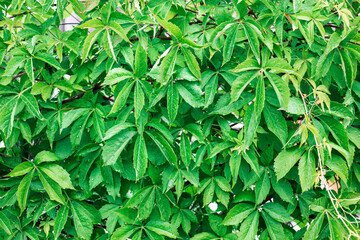 Green leaves of wild grapes. Green, natural wall.