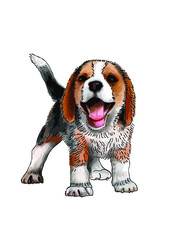 Radosny pies beagle. - obrazy, fototapety, plakaty
