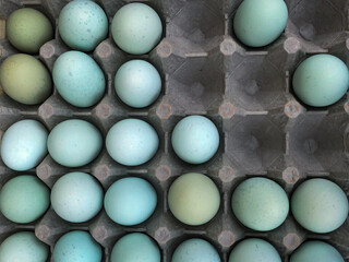 Farm Fresh Blue Eggs