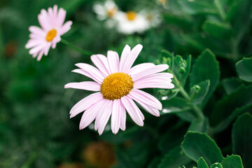Obraz premium Daisies with rose petals grow in the garden