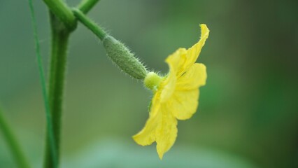 Yellow flower on a cucumber plant in a greenhouse